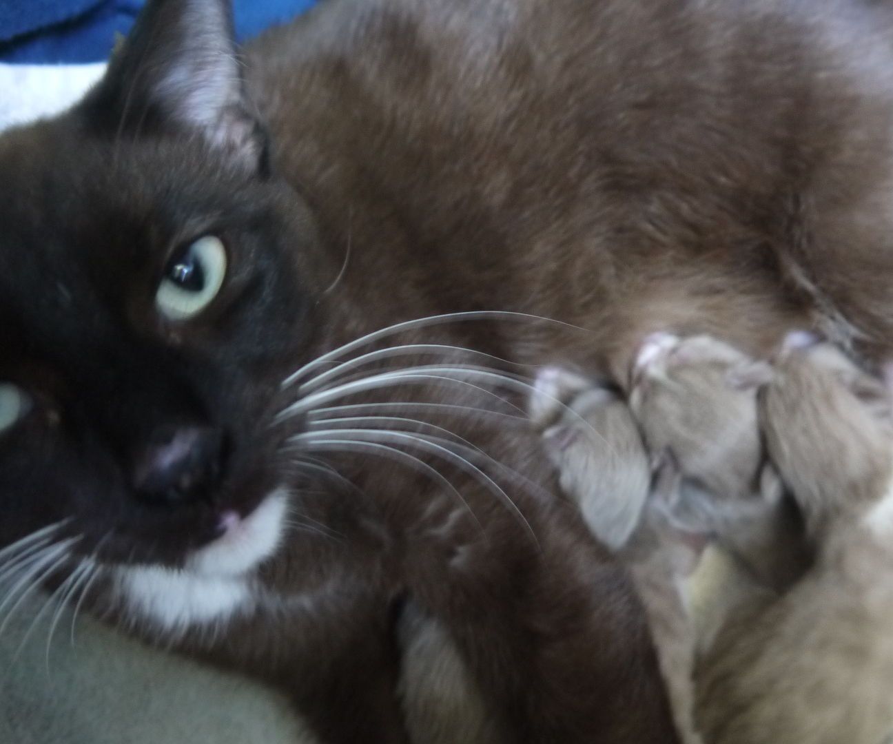 How to Prepare When Your Cat Gives Birth