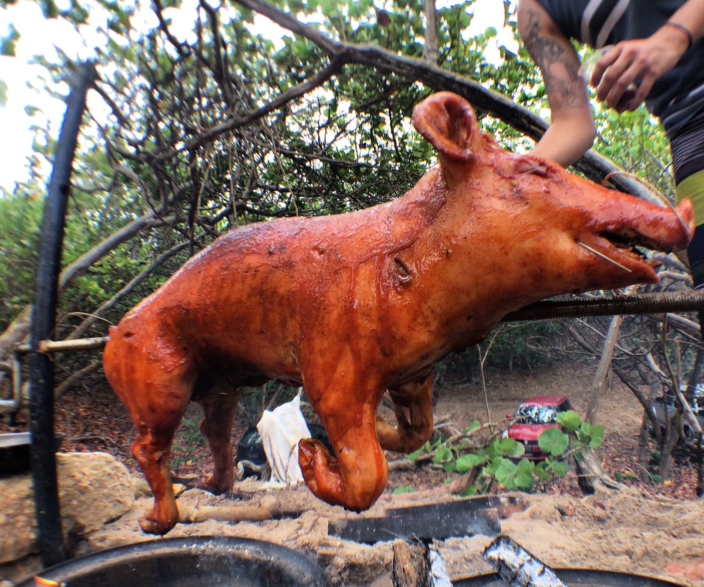 How to Roast a Pig in "The Wild"