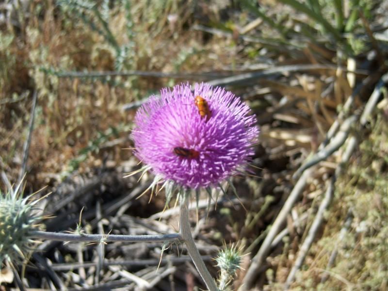 How to Explore Arizona for Beautiful Flowers