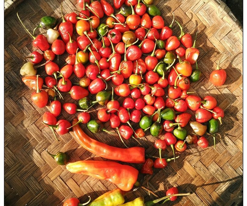 Hottest part of Chilli Pepper & eating explained.