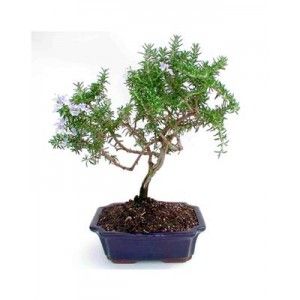 Bonsai Gift Unique Present to Impress Your Loved Ones