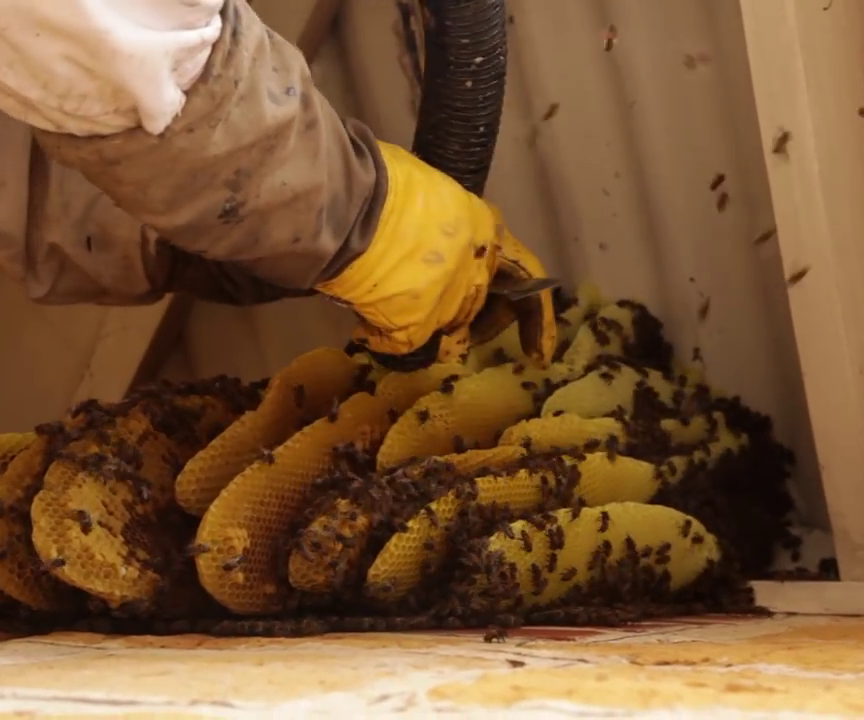 How to Build a Bee Vacuum