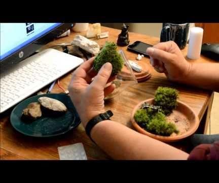 How to Make a Fairy Moss Garden