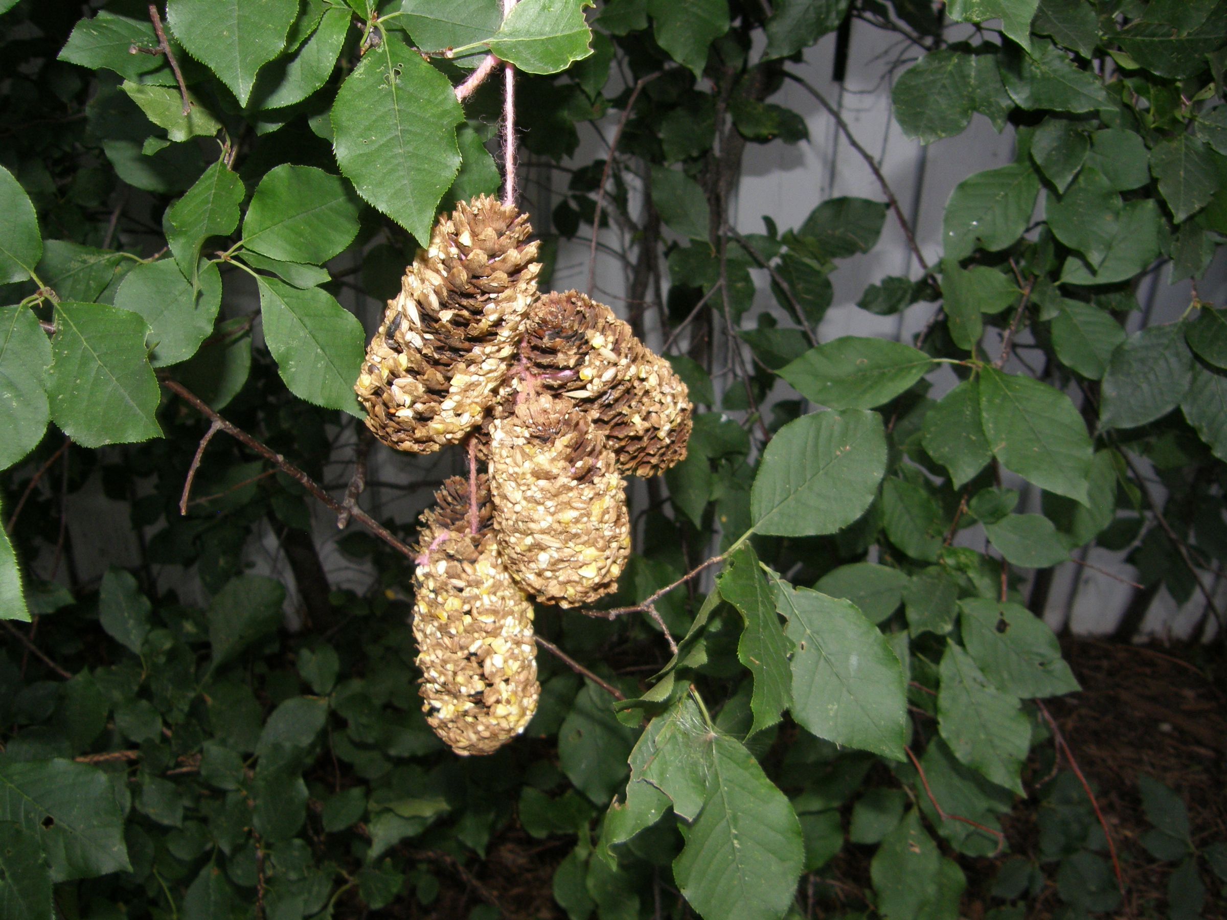 Pinecone Bird Feeders