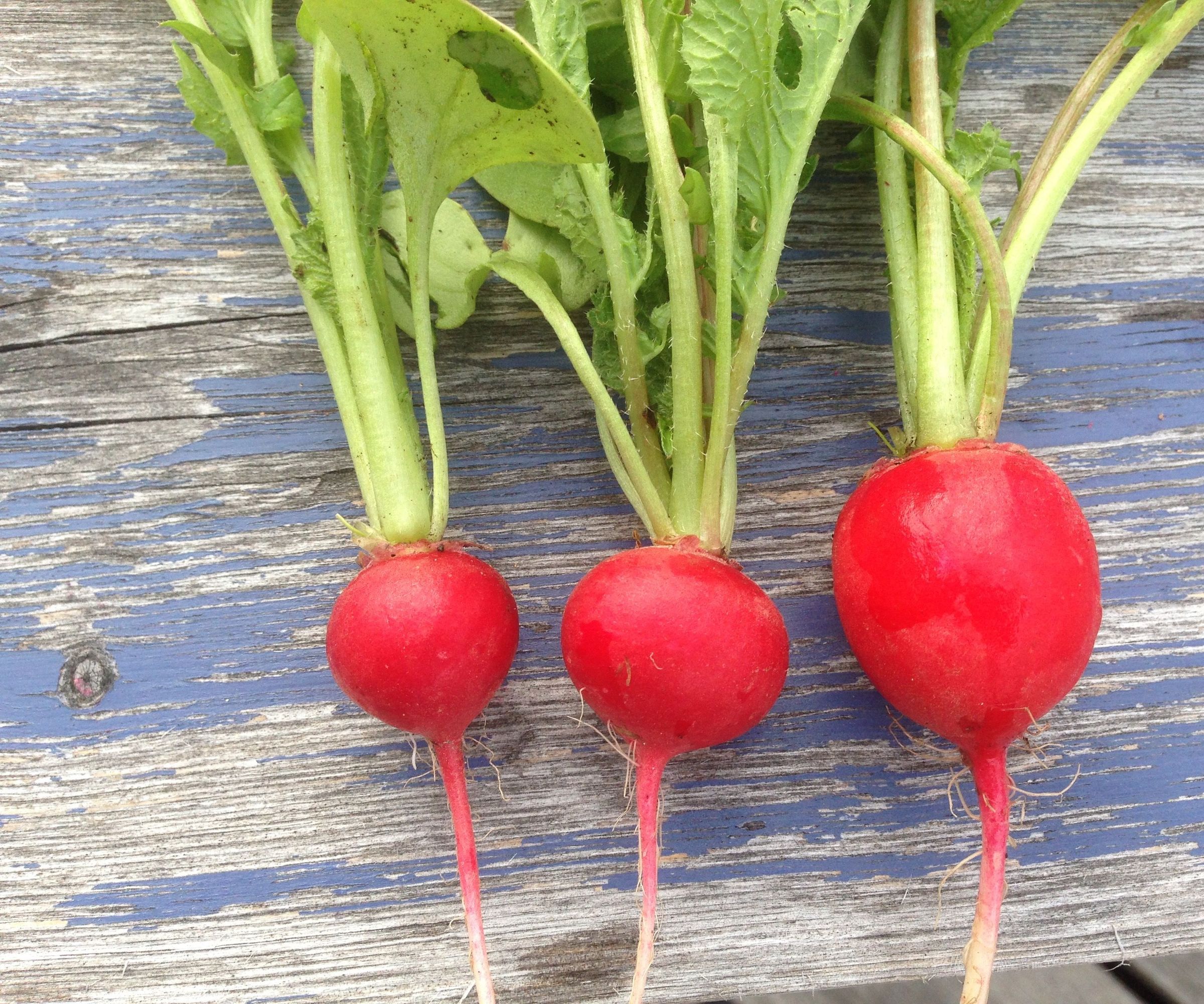 Fermented Radishes - Small Batch