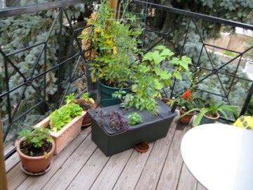 Planting an Earth Box