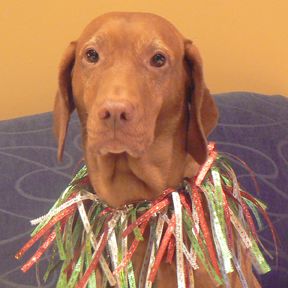 How to Make a Christmas Collar for Your Pet