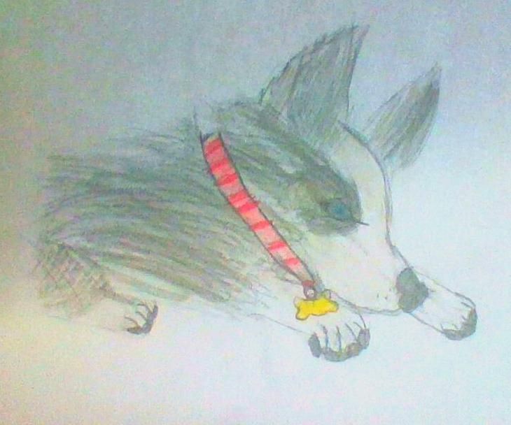 How to Make a Husky Puppy Drawing
