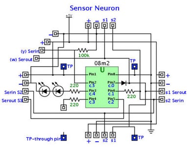 Sensor Neuron Schematic