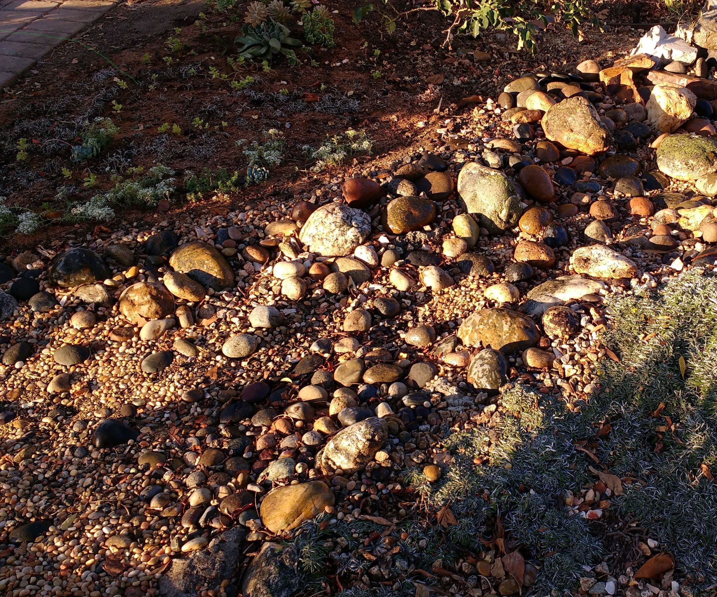 Three Week Dry Creek