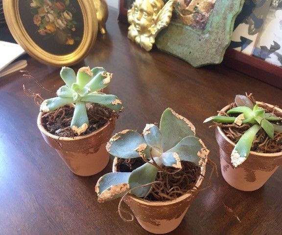 Gilding Faux Rose Gold Wedding Succulents