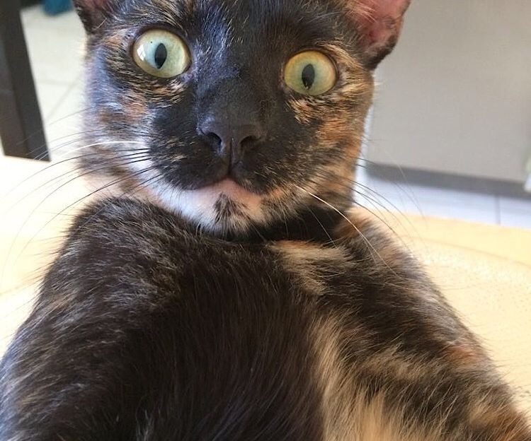 Easy Cat Candy Dispencer