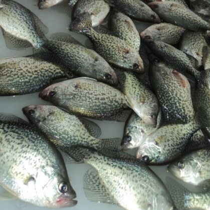 Crappie Fishing