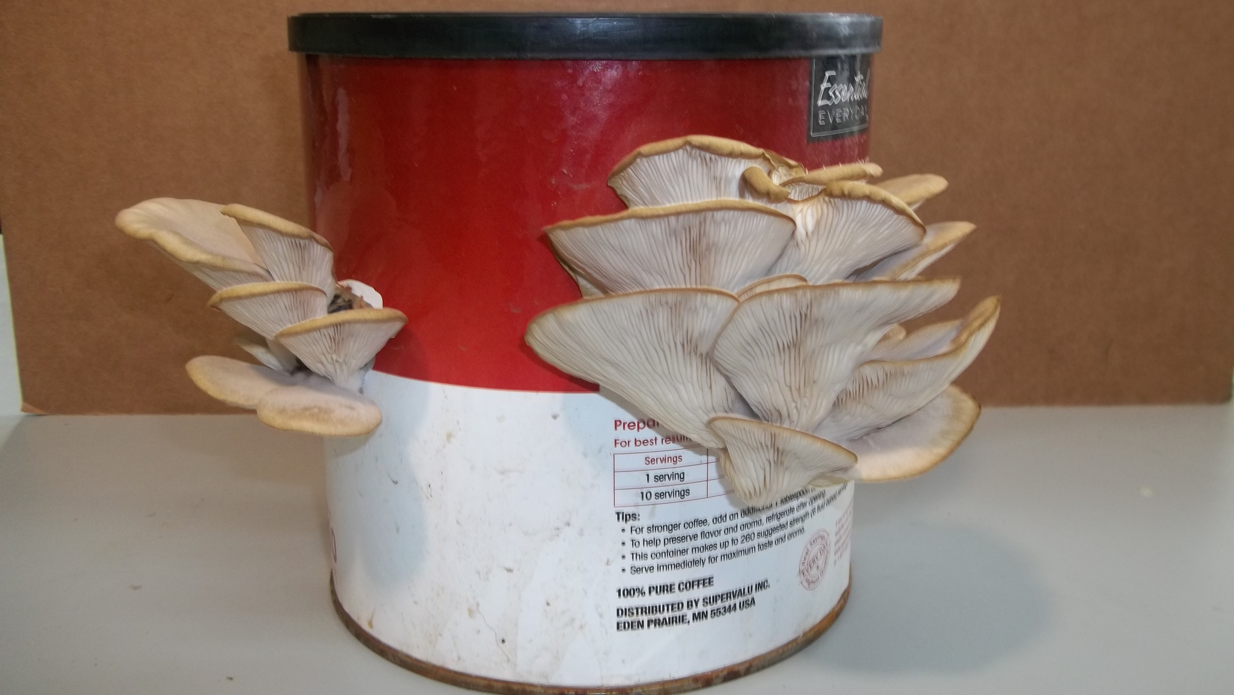 How to Grow Oyster Mushrooms From Store Bought Mushrooms Instructables
