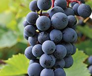 Grape Inspired Recipes