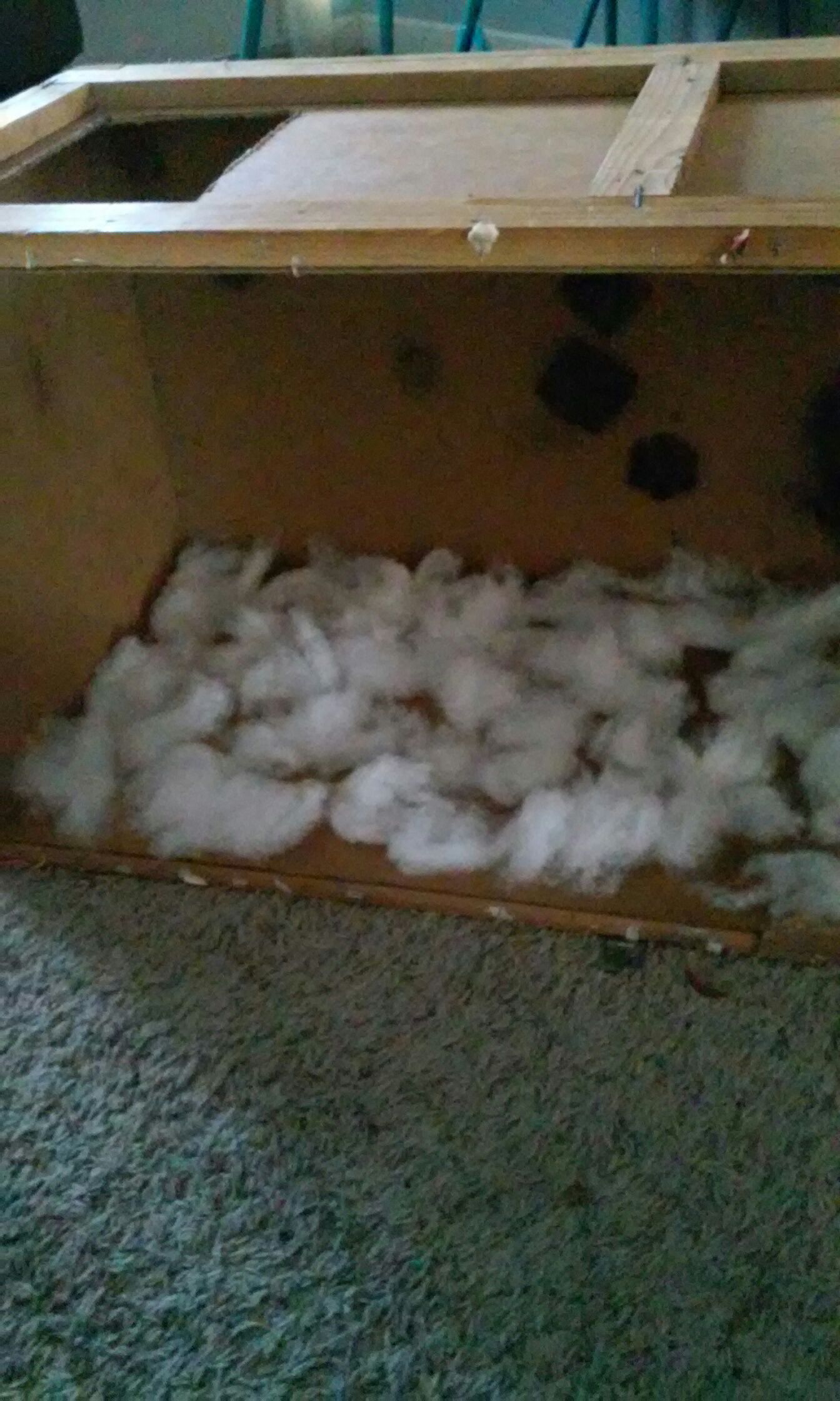 House for Stray Cats 7 Steps Instructables