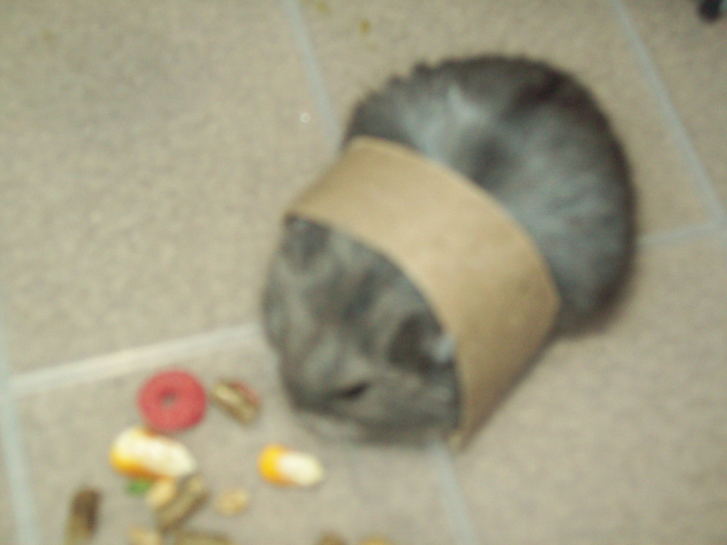 Fun Hampster Cookies