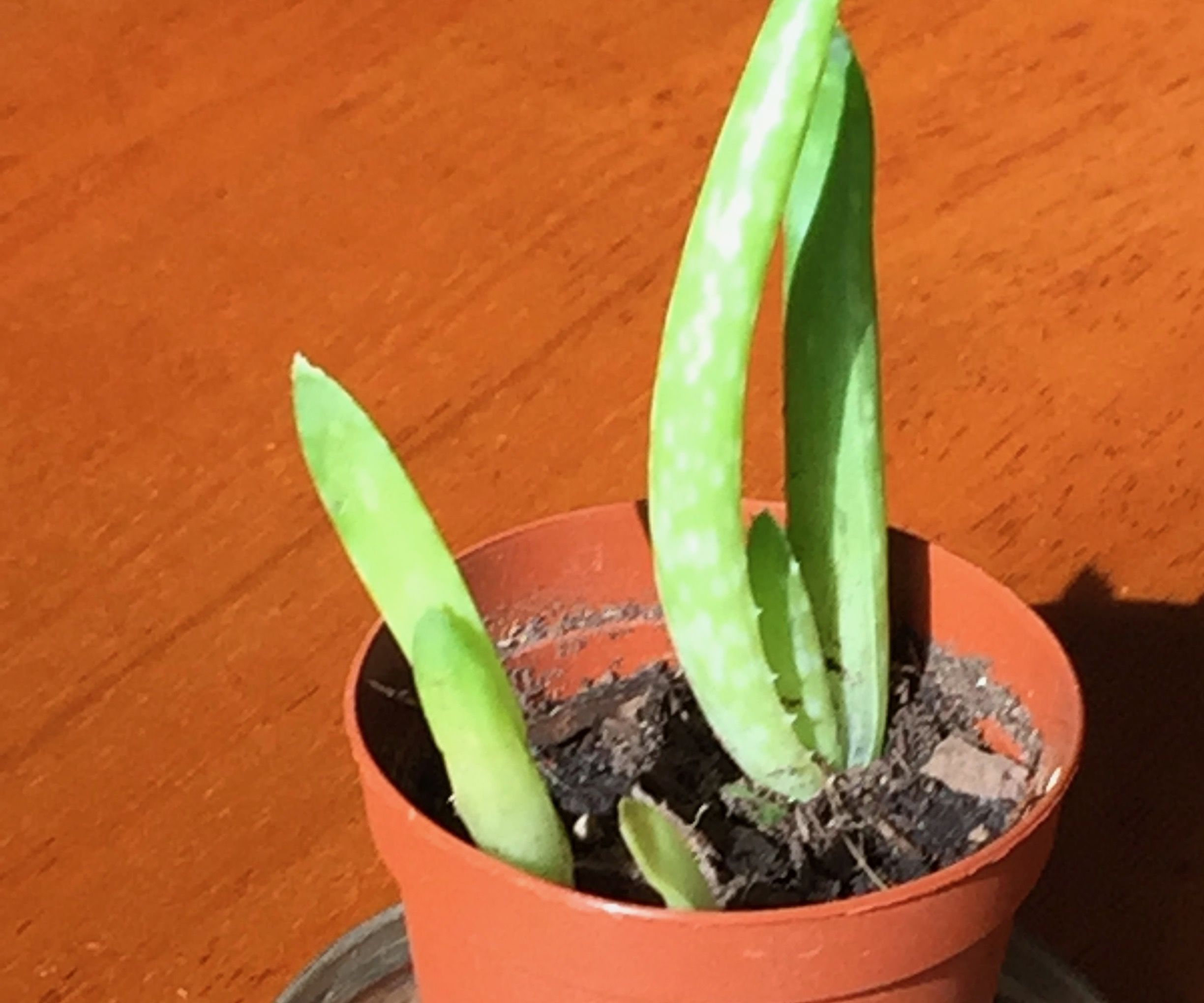 How to Transport Plants in an Airplane