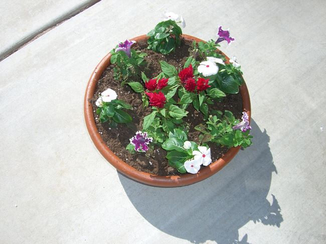 Setting Up a Nice Color Bowl or Hanging Basket
