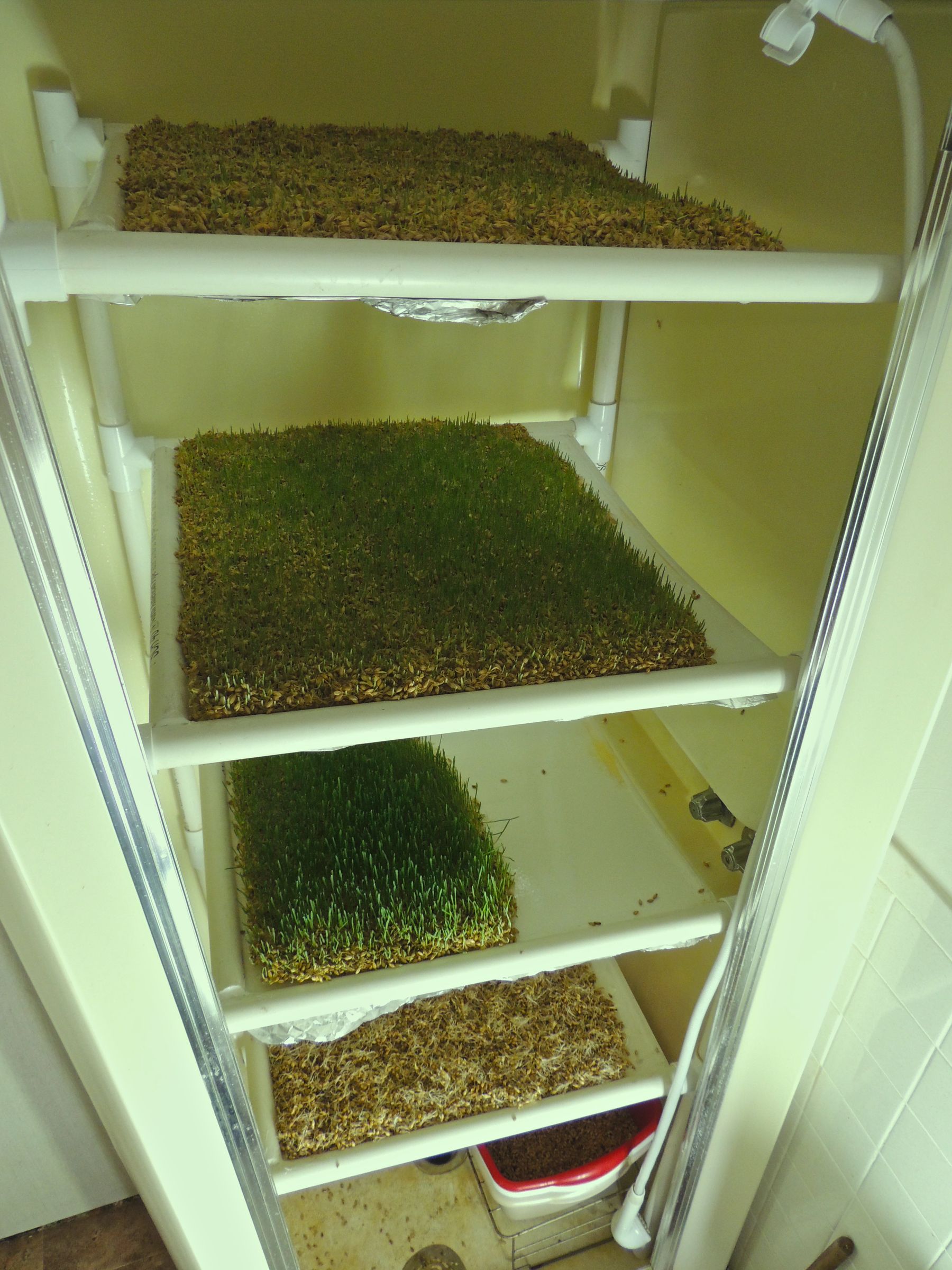 Building a Fodder-growing System