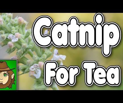 Catnip for Tea, Collection and Brewing!!