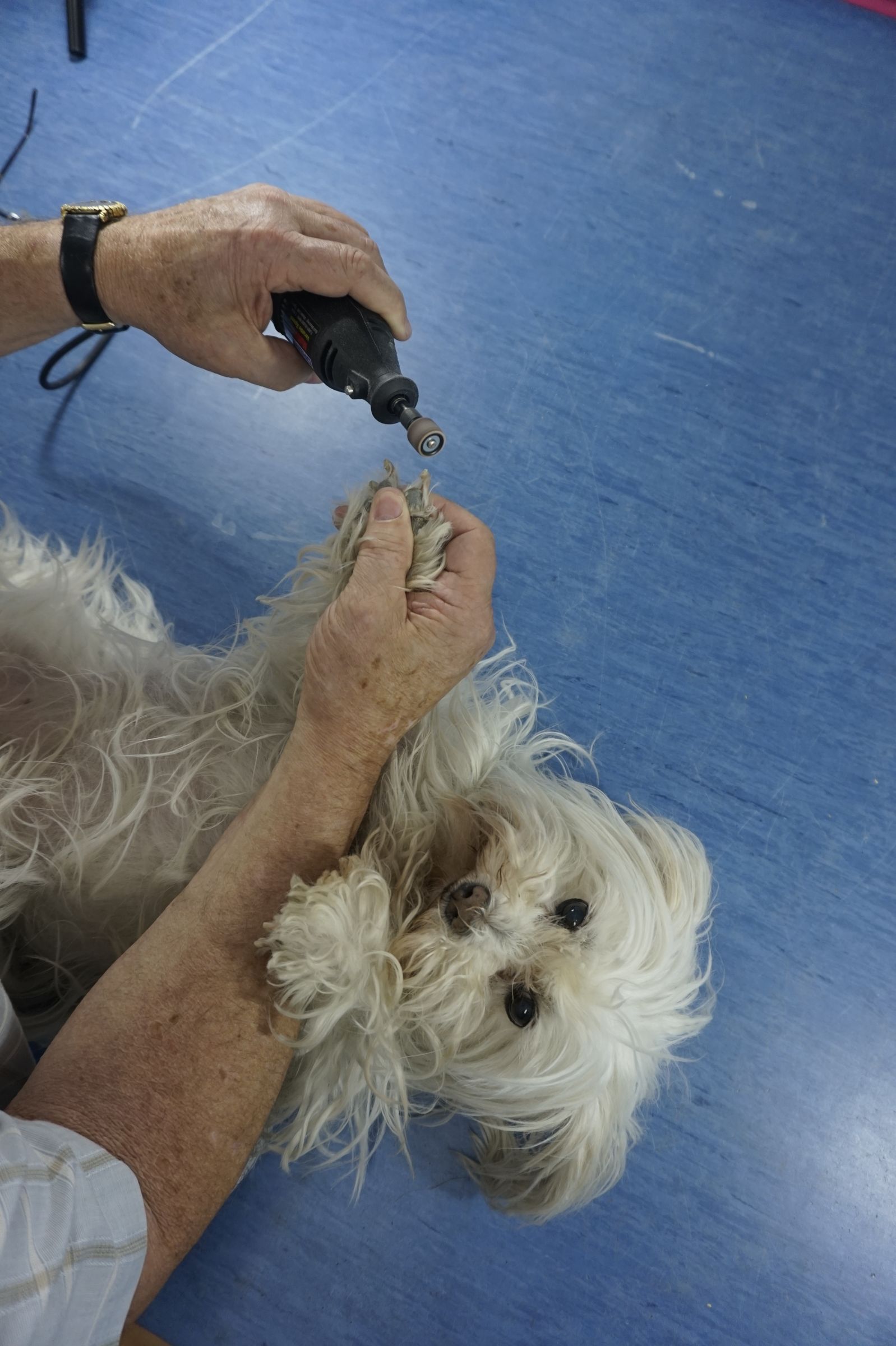 Using a Rotary Tool to Trim a Dogs Nails 4 Steps Instructables