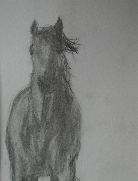 How to Draw Horses