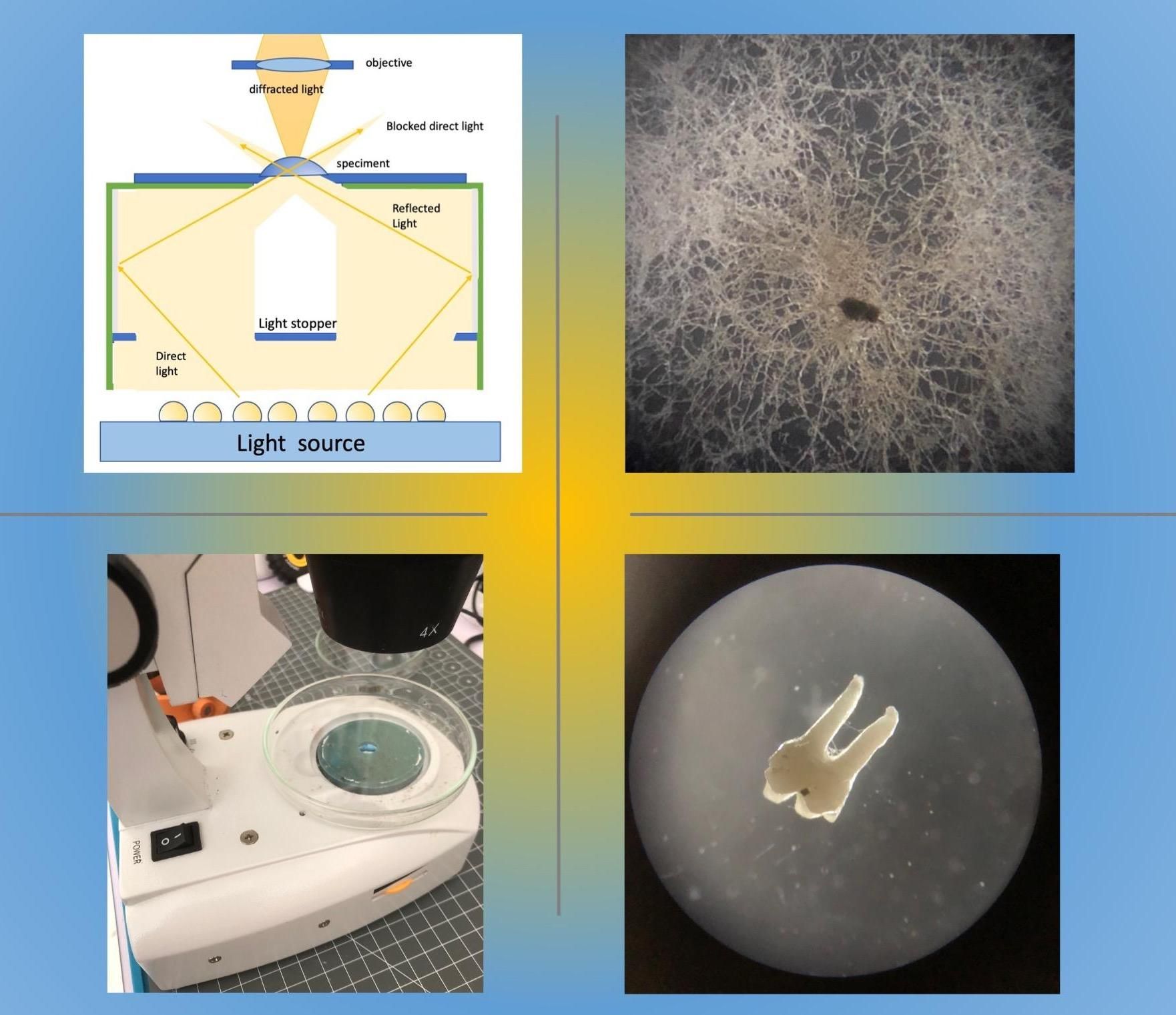 Looking Into the Dark-Field of Your Stereomicroscope