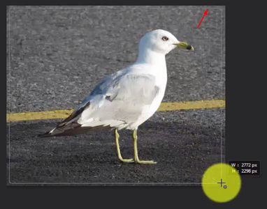 Photoshop CS6 - Create Rounded Corners in Photo : 9 Steps - Instructables