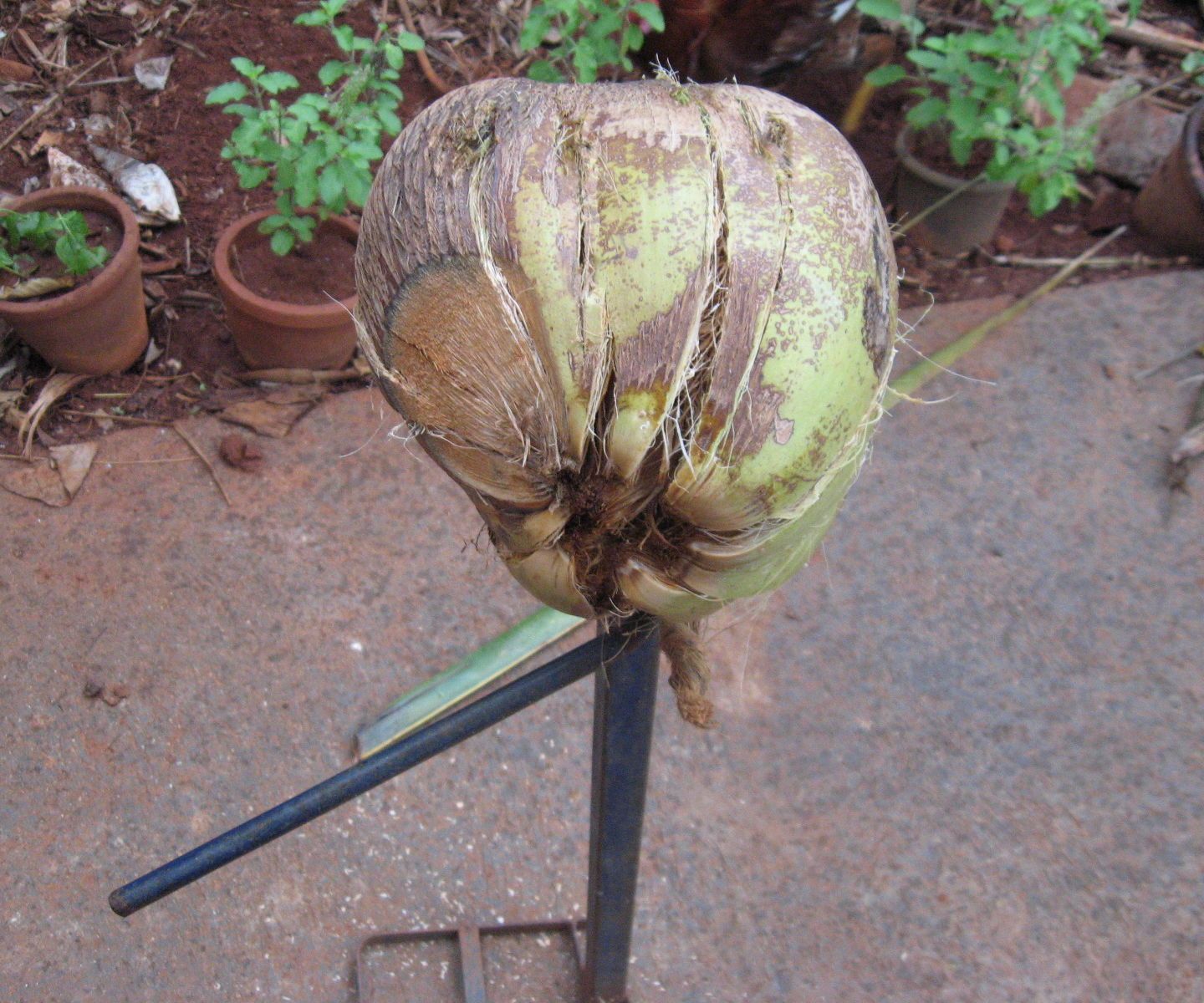 How to Husk Coconut Using Local-made Tool