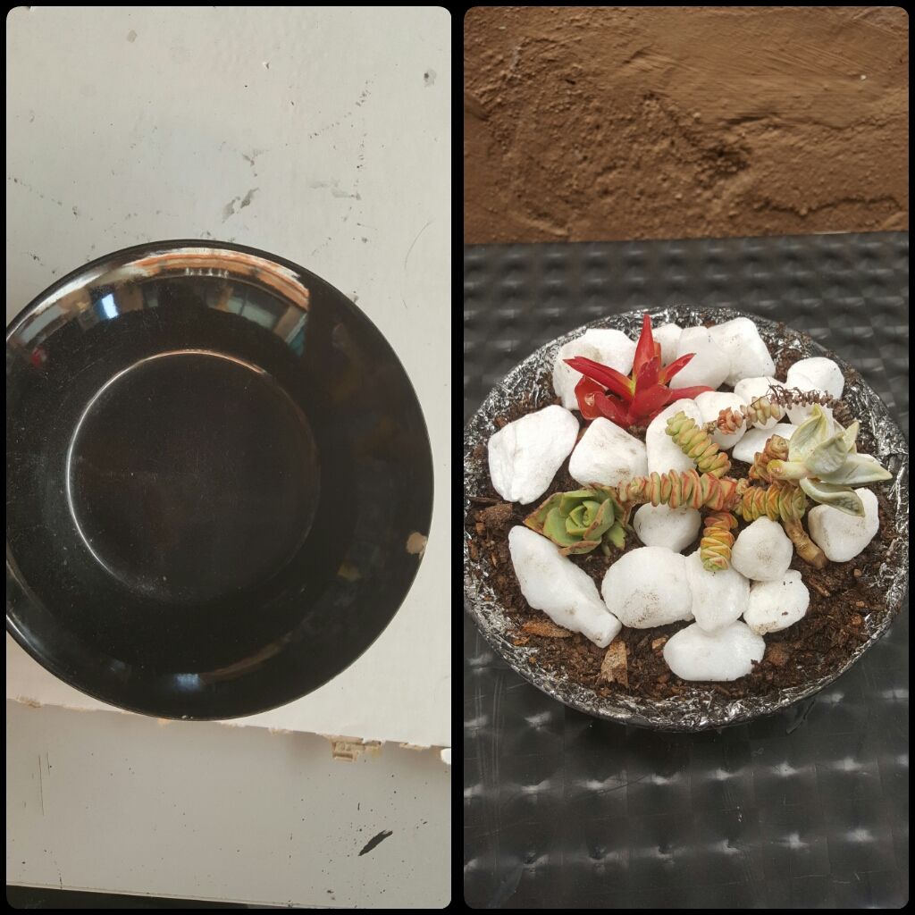 Broken Bowl to Catcus Plant Holder 