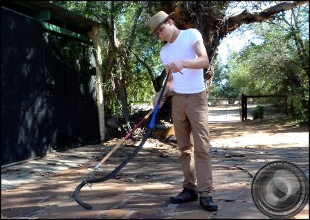 How to Safely Catch a Snake