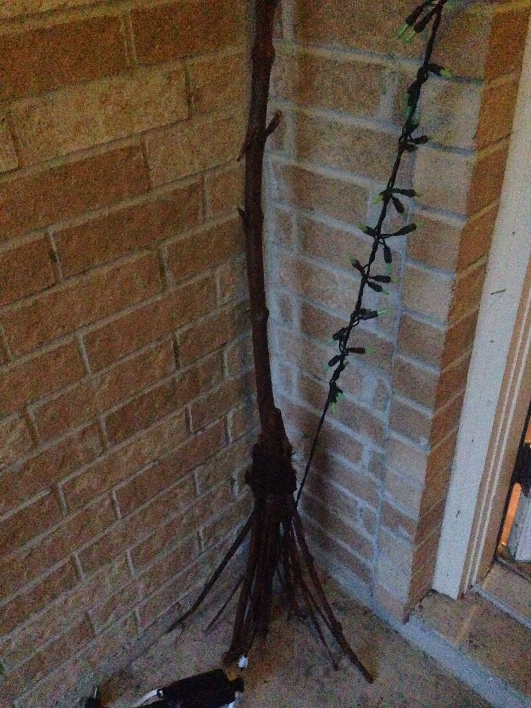 Witch Broom