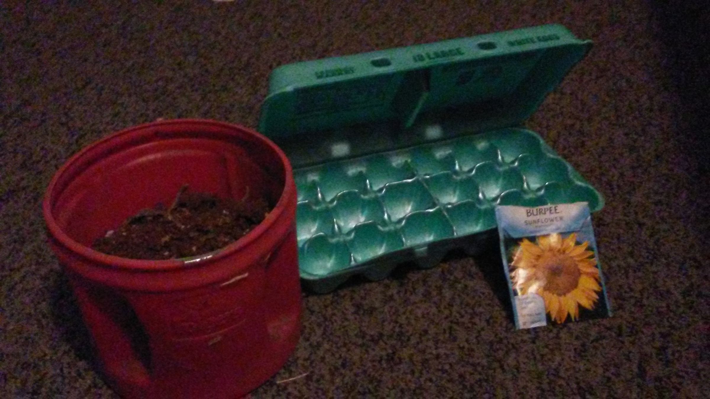 Egg Carton Garden Instructables