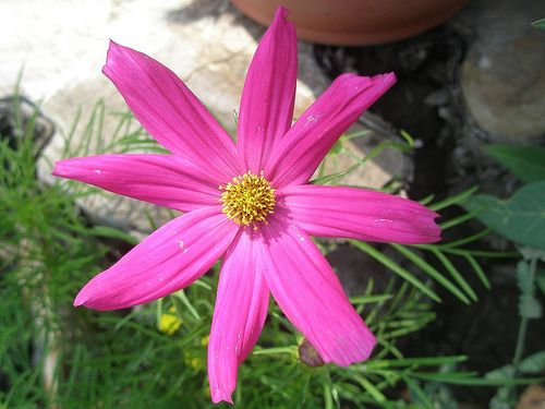 Our Little Flower Garden