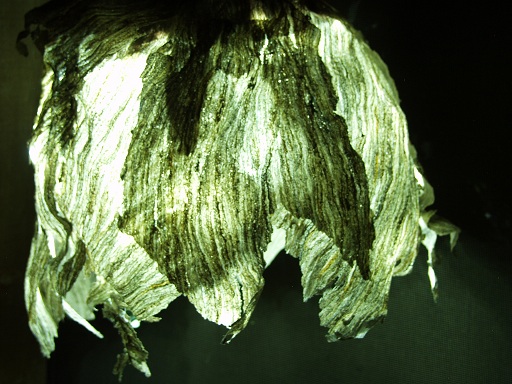 Hornets' Nest LED Light Cover