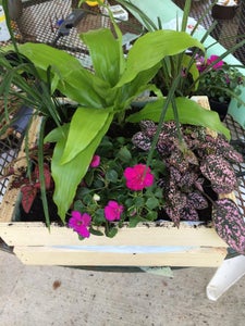 Instructions for Creating a Living Wall