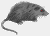 Ã¸Possum