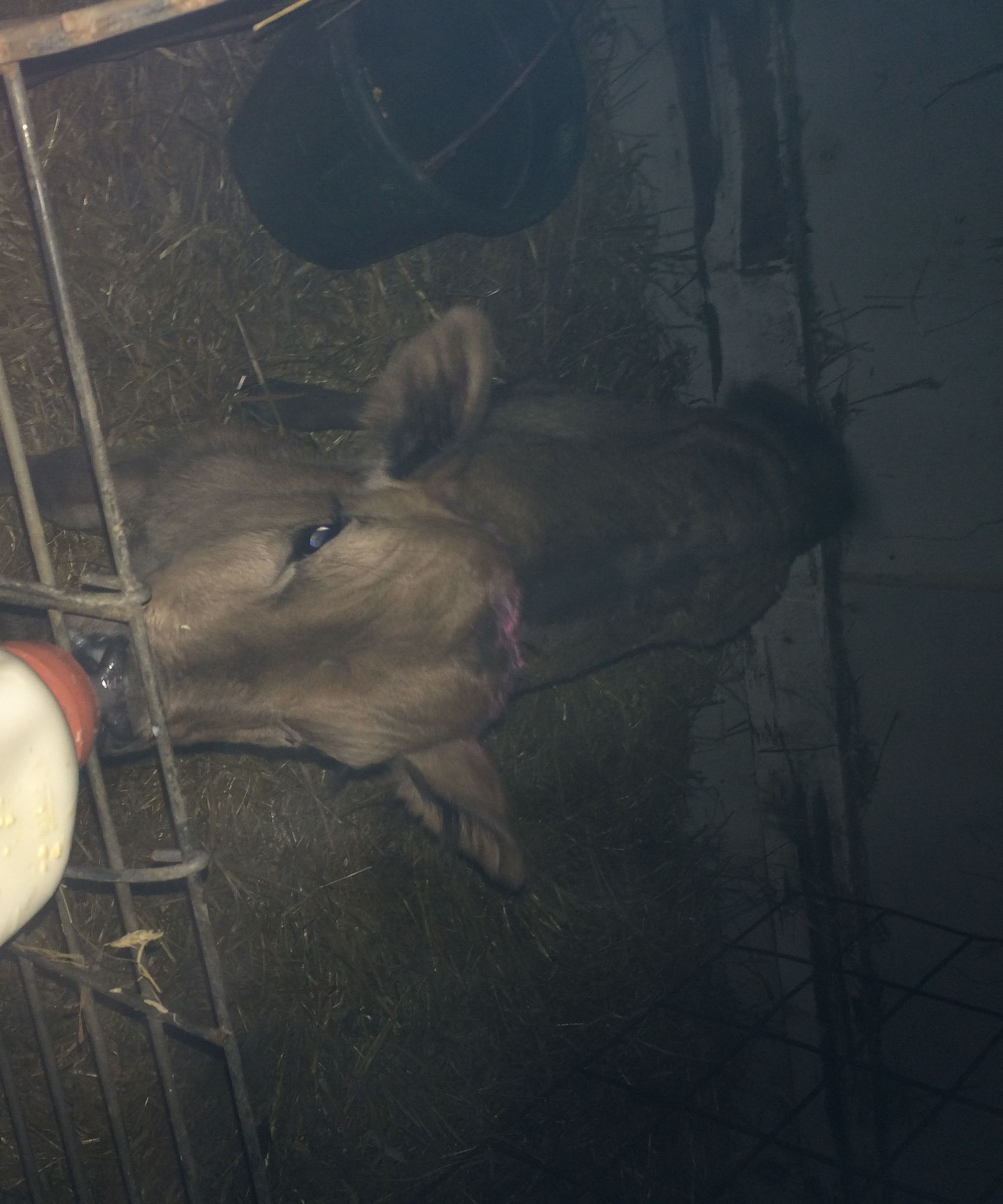 How to Feed Bottle Calves