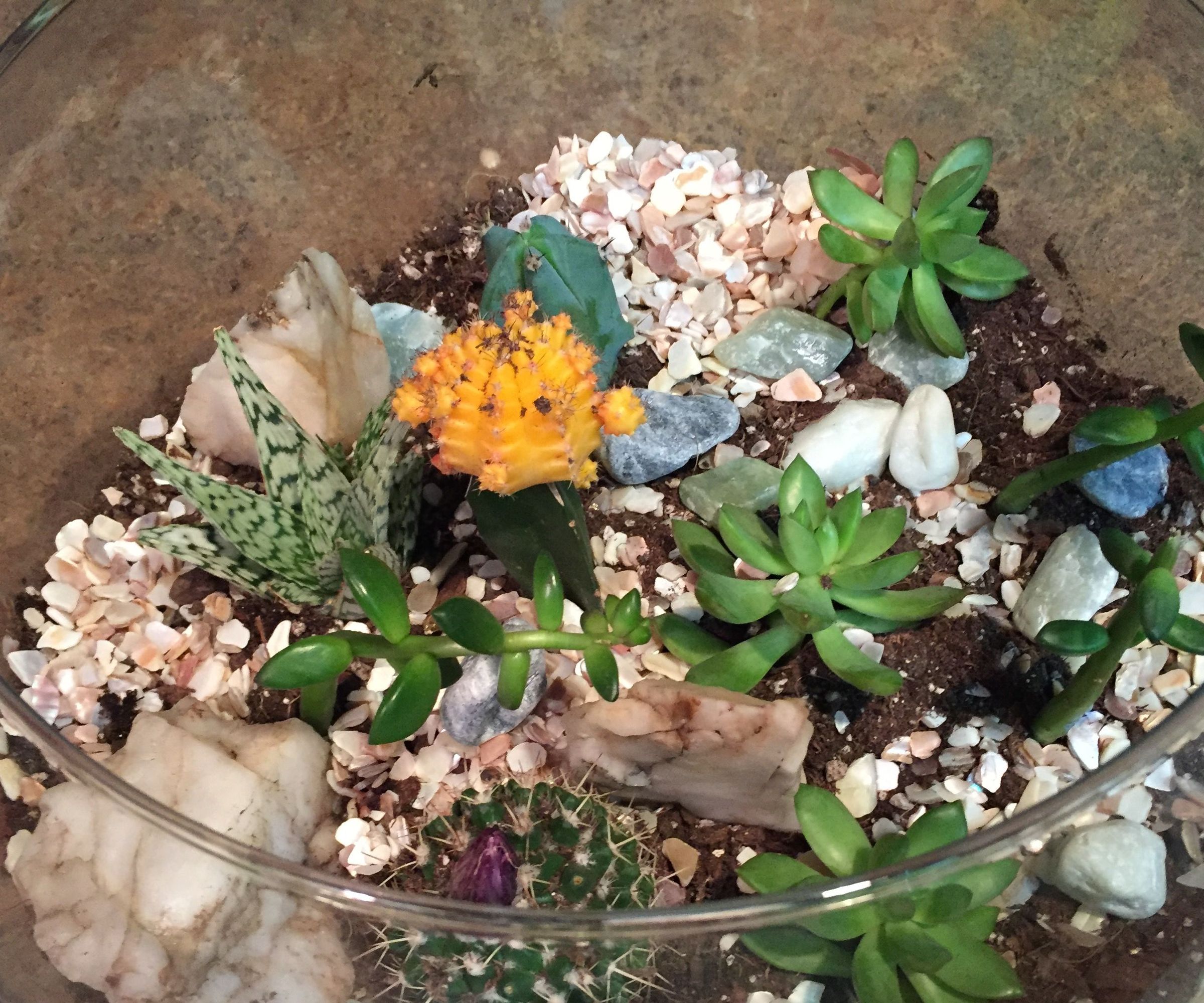 How to Construct a Terrarium