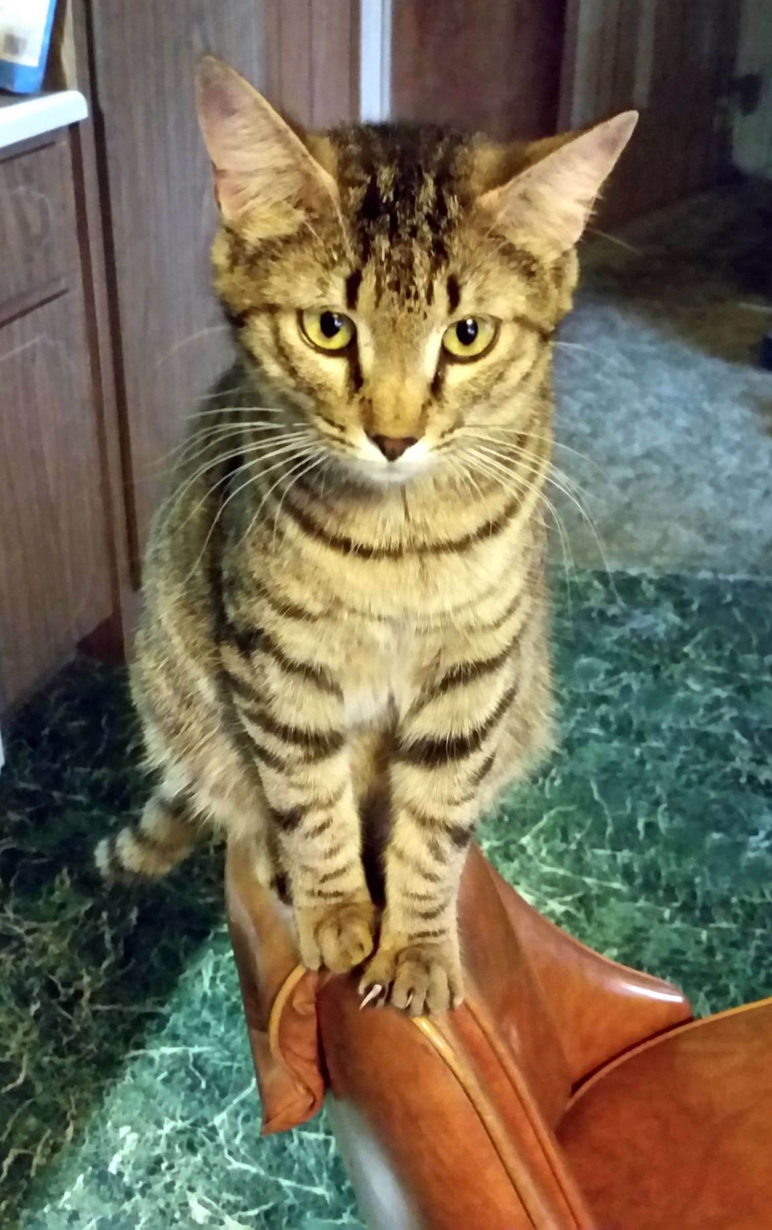 Cat Discourager Keep Cat Off Furniture 3 Steps Instructables