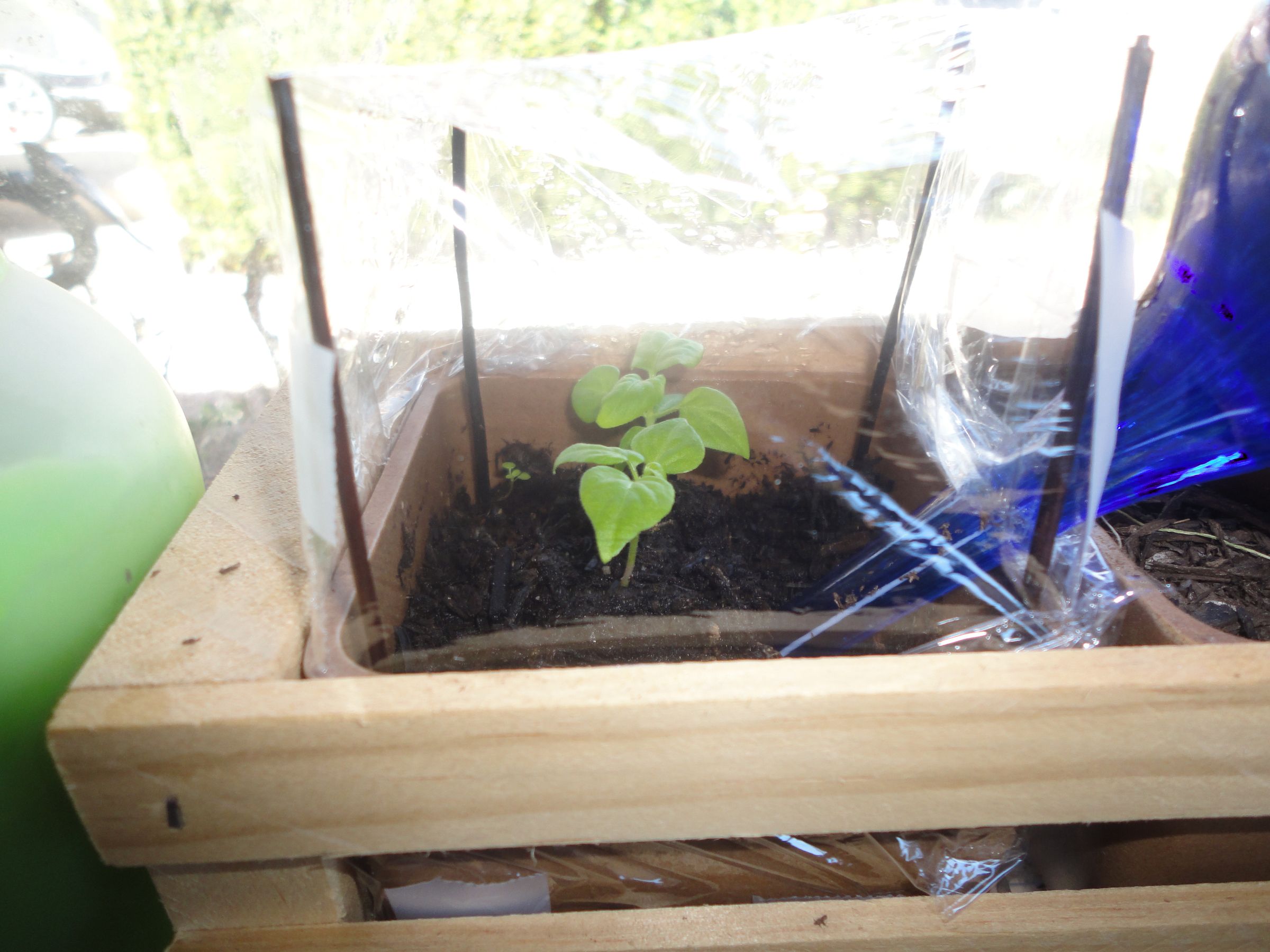 Easy and VERY CHEAP green house/incubator