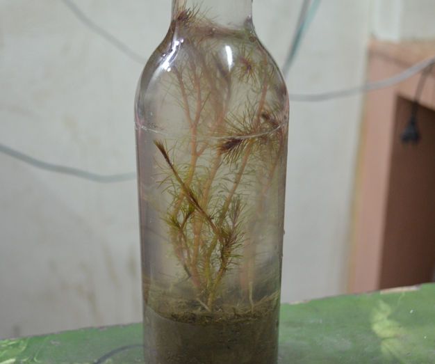 Terrarium in Bottle