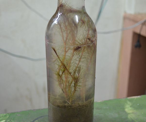 Terrarium in Bottle