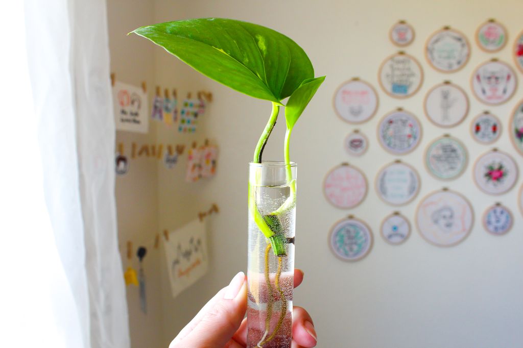 How to Grow a Pothos Plant in Water : 3 Steps (with Pictures) -  Instructables