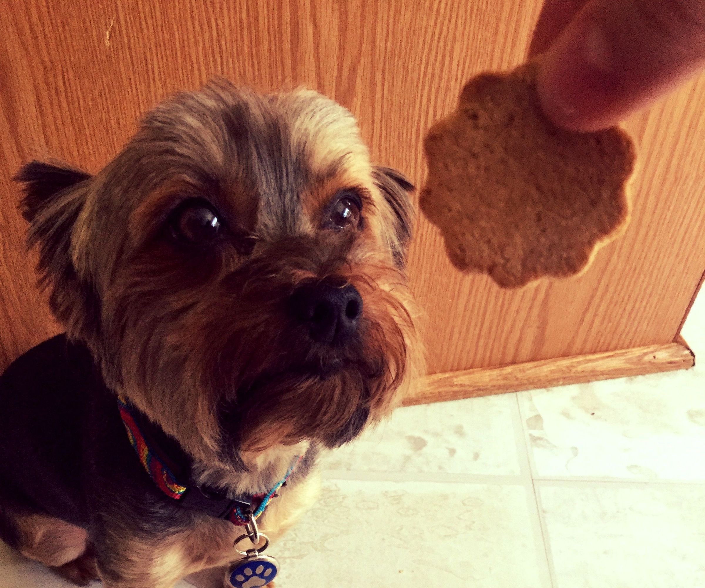 Healthy Grain Free Dog Treats