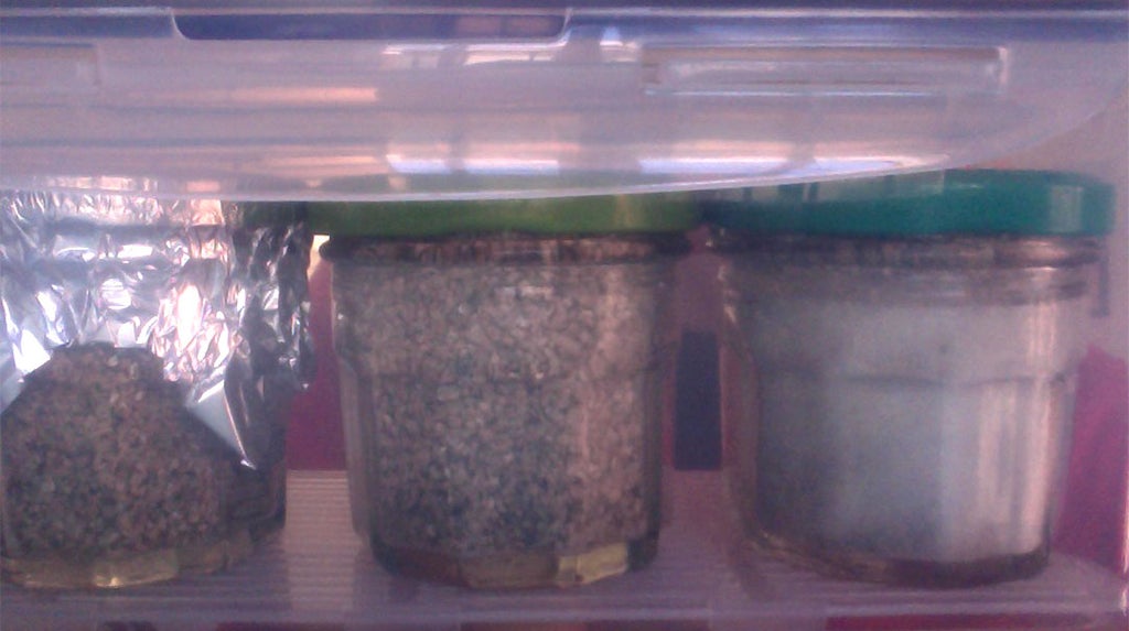 How to Grow Oyster Mushroom Spawn (Low Tech) 9 Steps (with Pictures