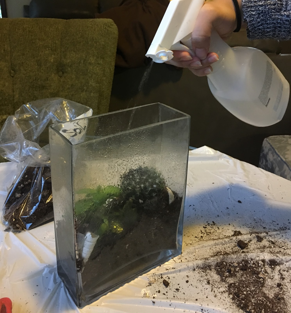 Caring for Your Terrarium