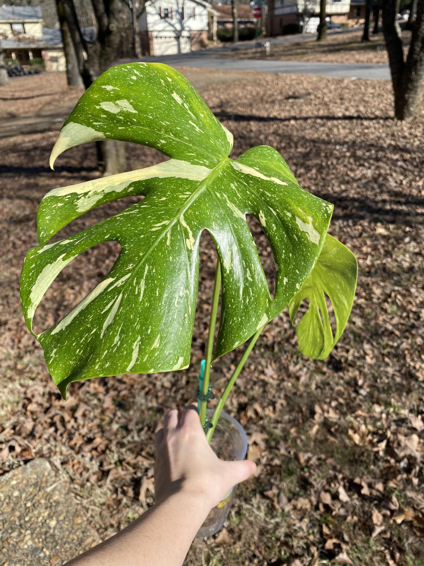 Planting a Monstera Thai Constellation : 6 Steps (with Pictures) -  Instructables