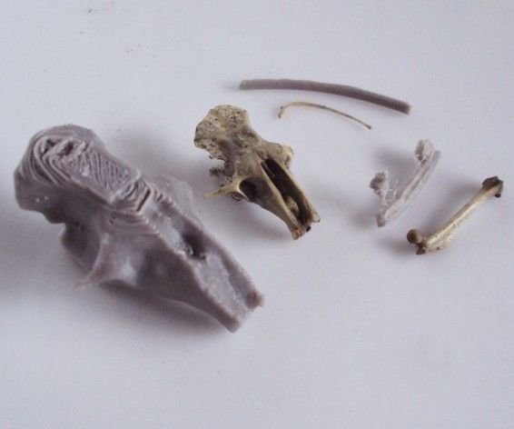 3D Printed Owl Pellet Discovery Kit